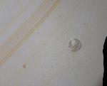 Loboidothyris sp. BUCKMAN 1917 - Bild &copy; FossNet FossilienStore
